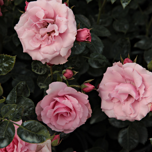 Floribunda ruže - Ruža - Regéc - 